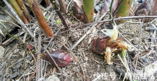 鱼腥草|66种野菜大图片，带你见识不同的野菜和吃法，你想要的野菜这里有