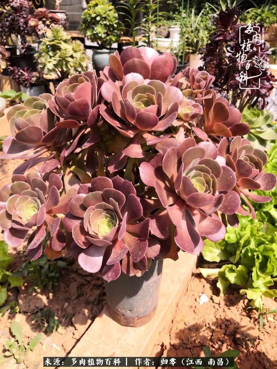 肉肉|人生转个弯，在小院遇见落入凡间的多肉小精灵！