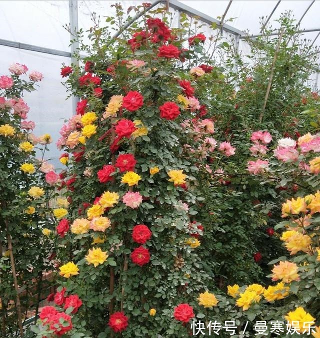 开花|“小花”不起眼这3种“开花劳模”,适当养护,开花停不下!