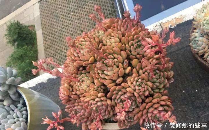 挑状态最丑价格最低的买,再丑的多肉都能养漂亮