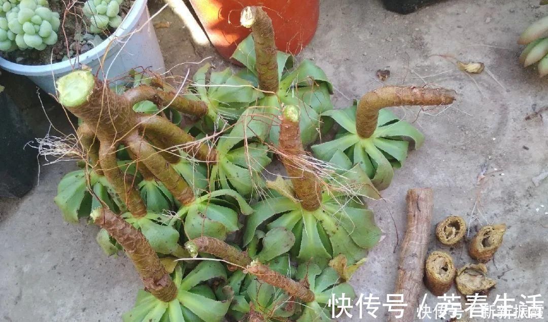 枝条|茉莉花扦插有机关，砍这一段枝条，插土里3天就活