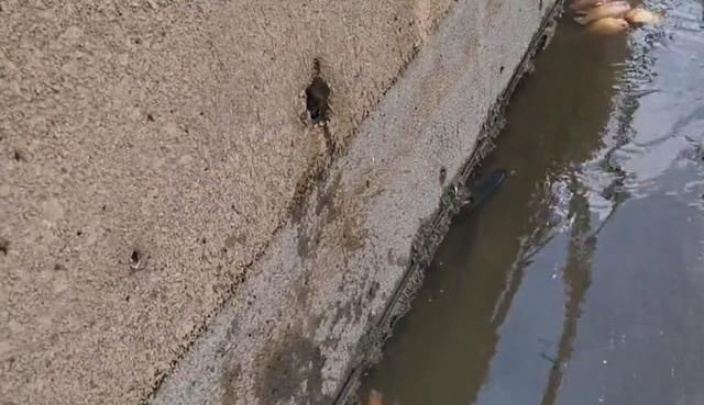 观赏鱼|这鱼在漠阳江快泛滥了，钓鱼人：到处都是，所幸还好吃