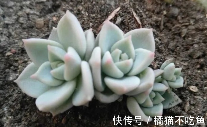 美美的大普货白牡丹虽容易相处,但使起性子来也格外刚烈