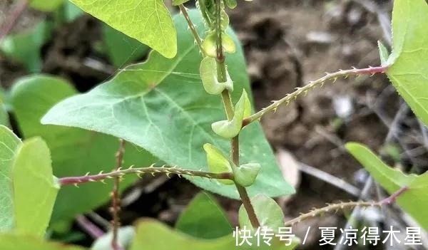 良方|一种带刺野草,蛇见到掉头就跑,是治蛇伤良方,农村娃却当零食吃!