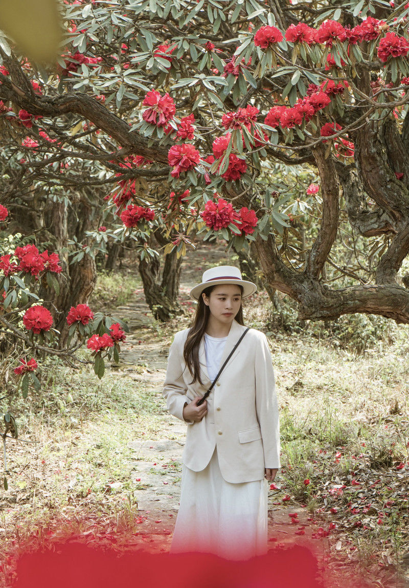 ［百里杜鹃］花开百里，只为遇见你