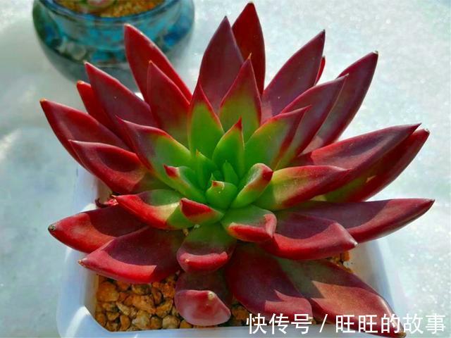 欧娜|十种多肉不但生命力顽强,还从没变丑过,让人怎能不爱