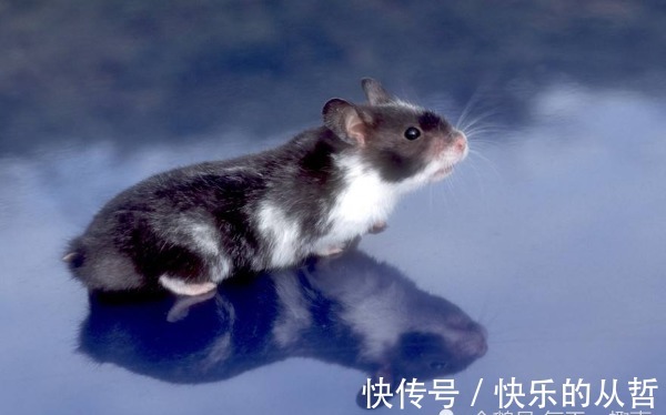 “鼠鼠鼠”的一生运势，尤其是72年“本命鼠”，48岁后是好是坏？