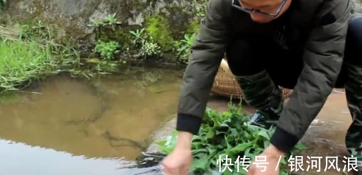 苦麻菜|农村山上这野菜，30年前是老农的“救命菜”，如今是一种中药材