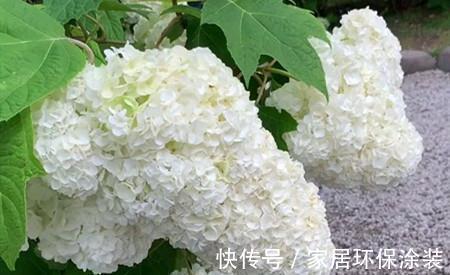 施肥|养花试试这几款，花色淡雅，仙气十足，美美哒