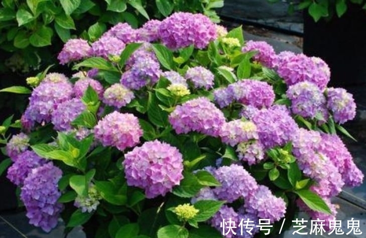 养花就养个花期长的,花大色艳,花团锦簇,人人都喜欢