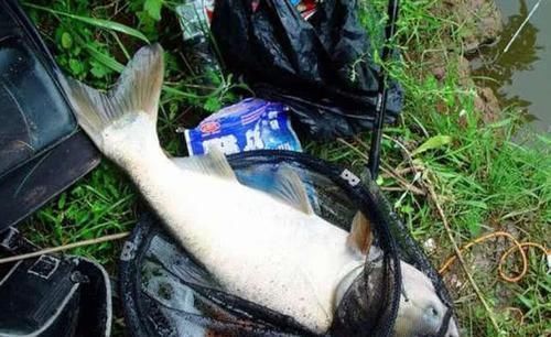 鳙鱼|手竿如何垂钓大头鱼,重点就是饵要轻雾化好,我从四个方面说明