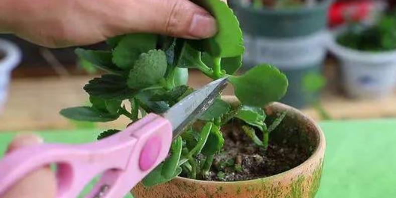 花卉|天热了,扦插花卉正当时,3种花现在扦插生根快,一盆轻松变多盆