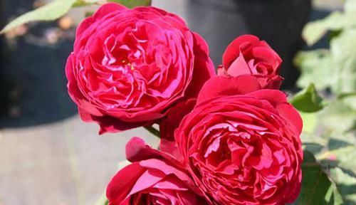  款花|漂亮像“假花”的3款花，花大色艳，香气浓郁，多季开花