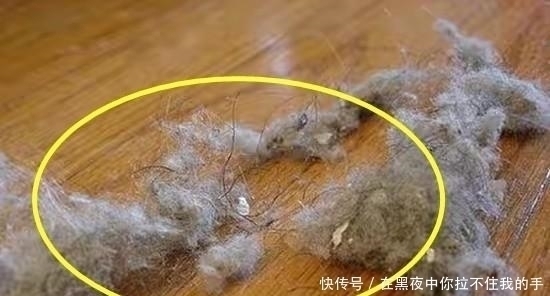 扫把|天天打扫，地上一层“毛絮”，这样做“双管齐下”，一个月不用扫
