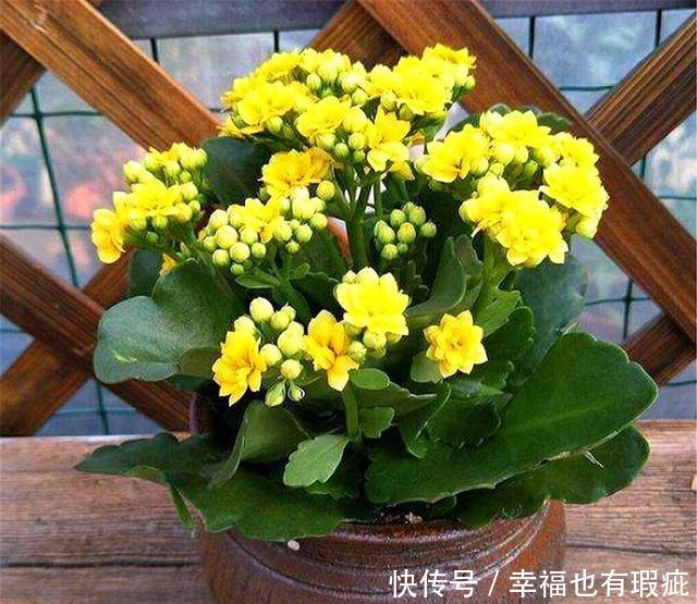 长寿花如何度过“夏难”早做1件事,避开3个坑,轻松开爆盆