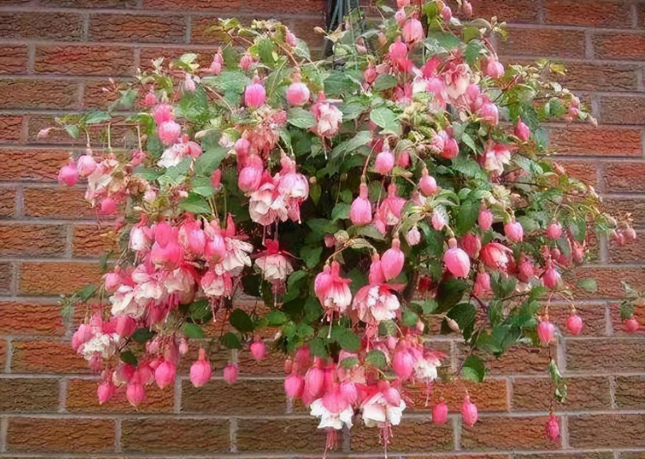 农历九月十八霜降后,养什么花?家里养3种花,吉祥如意富贵安康