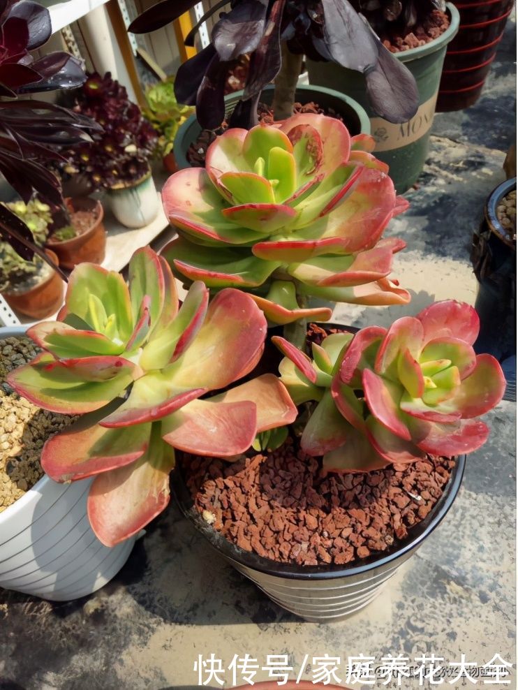 春季是多肉快速生长季，四点做好了，长出状态超美