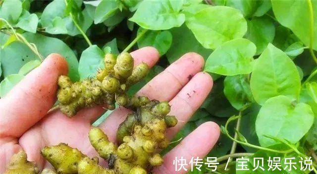 藤三七 藤三七