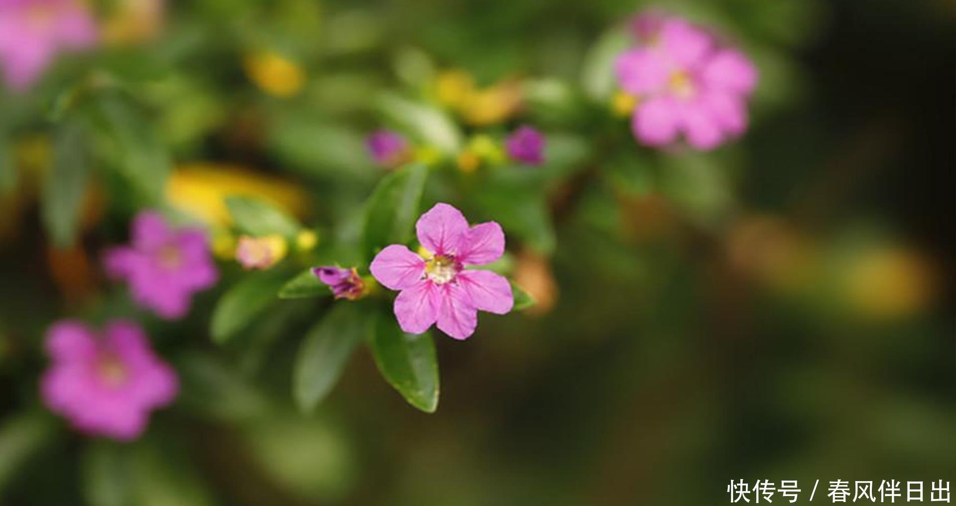 植物|夏季想养开花植物，试试它，紫色小花颜值高，病虫害少阳台也能种
