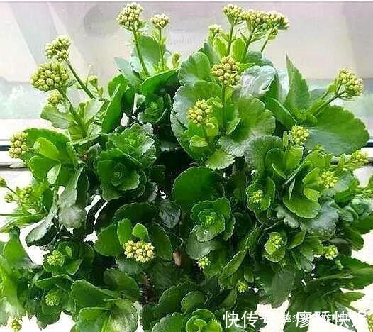 什么淘米水、黄豆水都不如“这种水”,肥效温和持久,盆土不板结