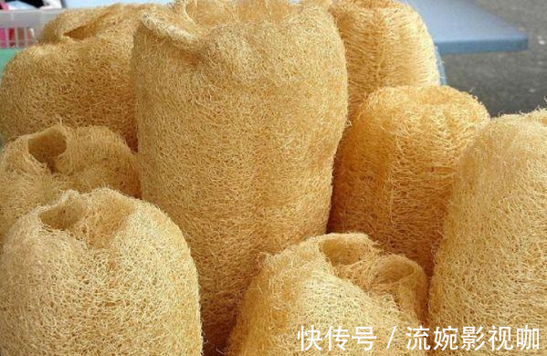 君子兰肥|君子兰肥到流油,长寿花开不断,原来他用了这个小方法!