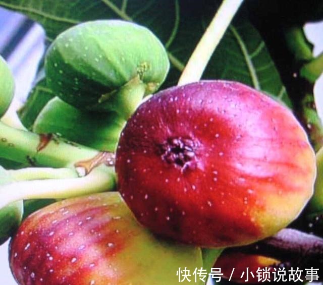 3种果树养“阳台”,水果再贵也不怕,自己种的有,想吃就去摘