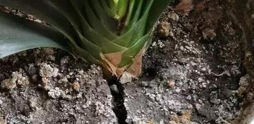  不用|土壤结块戳不动该怎么办？7天浇一次它，养花不用再换土了