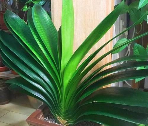 想让君子兰|养护君子兰,2个肥料轮流用,一种长厚叶,一种开大花