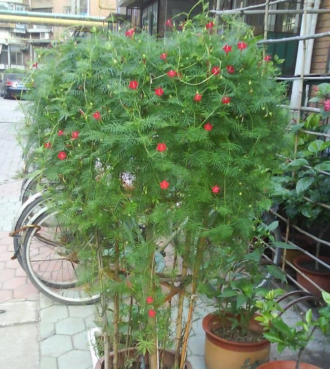 牵牛花|很容易养活繁殖的3种“漂亮花”,长得到处都是,开花也挺多的