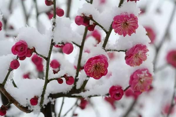  踏雪寻梅|大雪赏梅：暗香疏影 踏雪寻梅