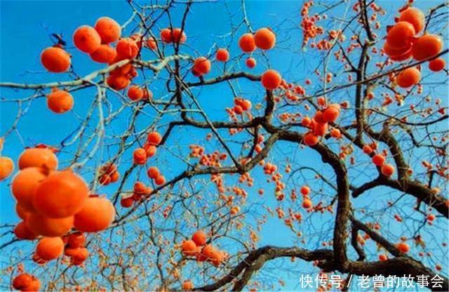 民间俗语“男怕柿子女怕梨,母猪最怕西瓜皮”,说的什么意思