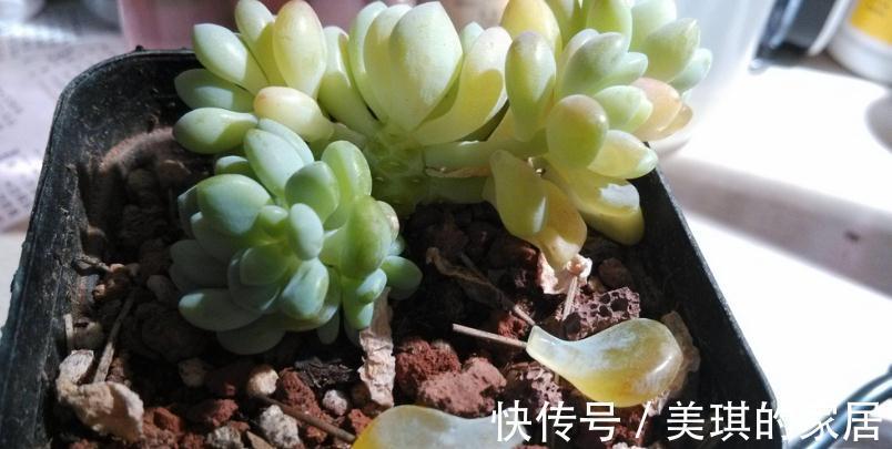 多肉服盆期,主人该注意哪些问题?劳心照顾好这3点养出好状态