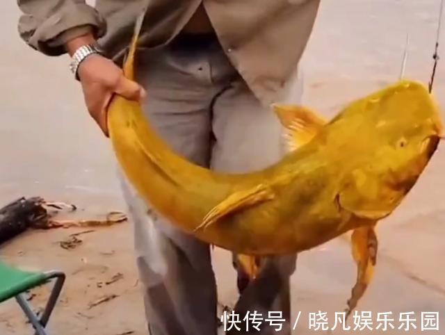 黄河|罕见!黄河“巨型黄辣丁”被人钓起,钓友:太大了,还能吃吗