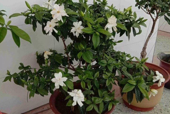 夏天养这3种花得多晒太阳,不遮阴植株才长得旺,叶绿根壮花多