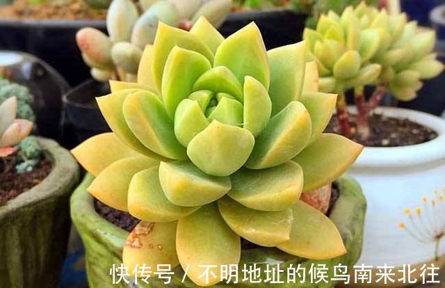 60种多肉图鉴及养护要点,1分钟学会,超全超实用!