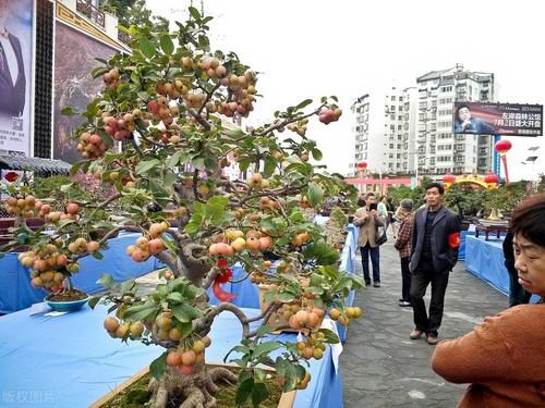 观果盆景金弹子，嫁接的雌雄枝，挂果已经开始慢慢变红了