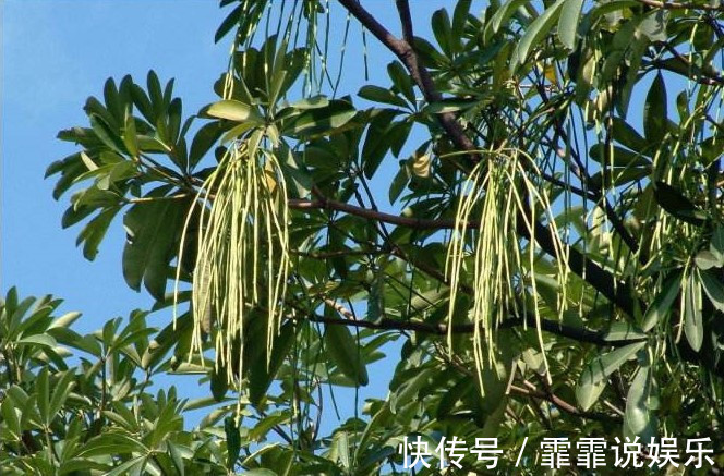 黑板|农村一种树,果实如面条,人们砍去做黑板,殊不知是治病良药