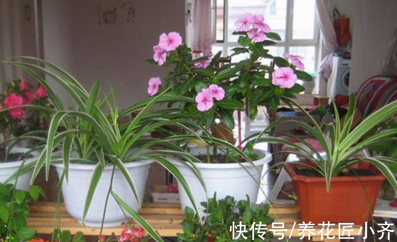 浓度|养花新手浇水，6种属于“夺命水”，别再给花浇了