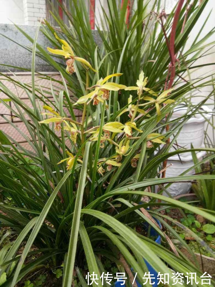 叶子|花卉气质和人的气质相通,你是哪种气质?