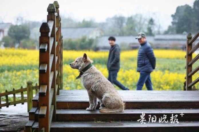 贵定音寨:藏在金色“花海”中的古朴村寨