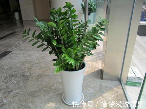 客厅摆盆招财花,空气清新好兆头,富贵人家都爱养