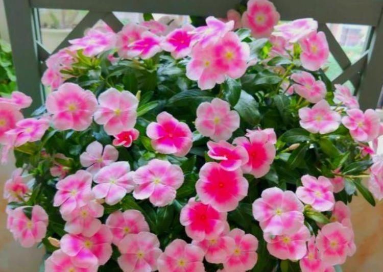 阳台养这几朵花,花期长,花色艳丽,开成花海,邻居都羡慕