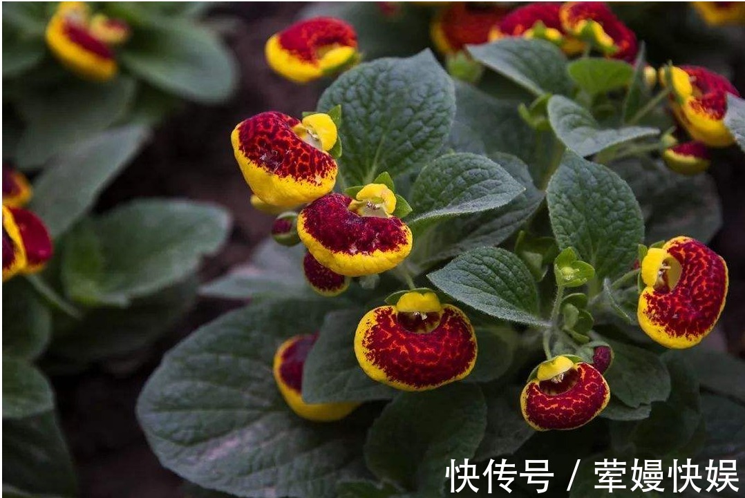 红加仑|老人常说,家中养花不如养“荷花包”,不仅镇宅而且寓意满满