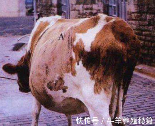 肉牛|牛消化不良积食怎么办?牛胃里有积食不倒嚼用啥药?这里有好方法