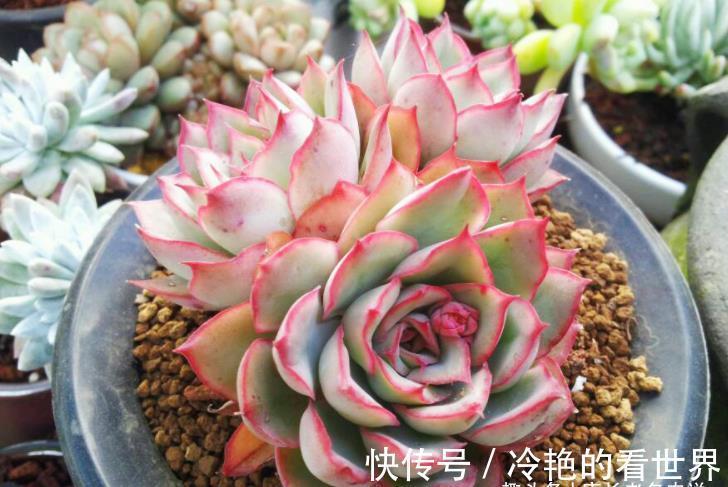 叶缘|月光女神——连名字都混掉的多肉，其实有颜值又好养，还容易缀化