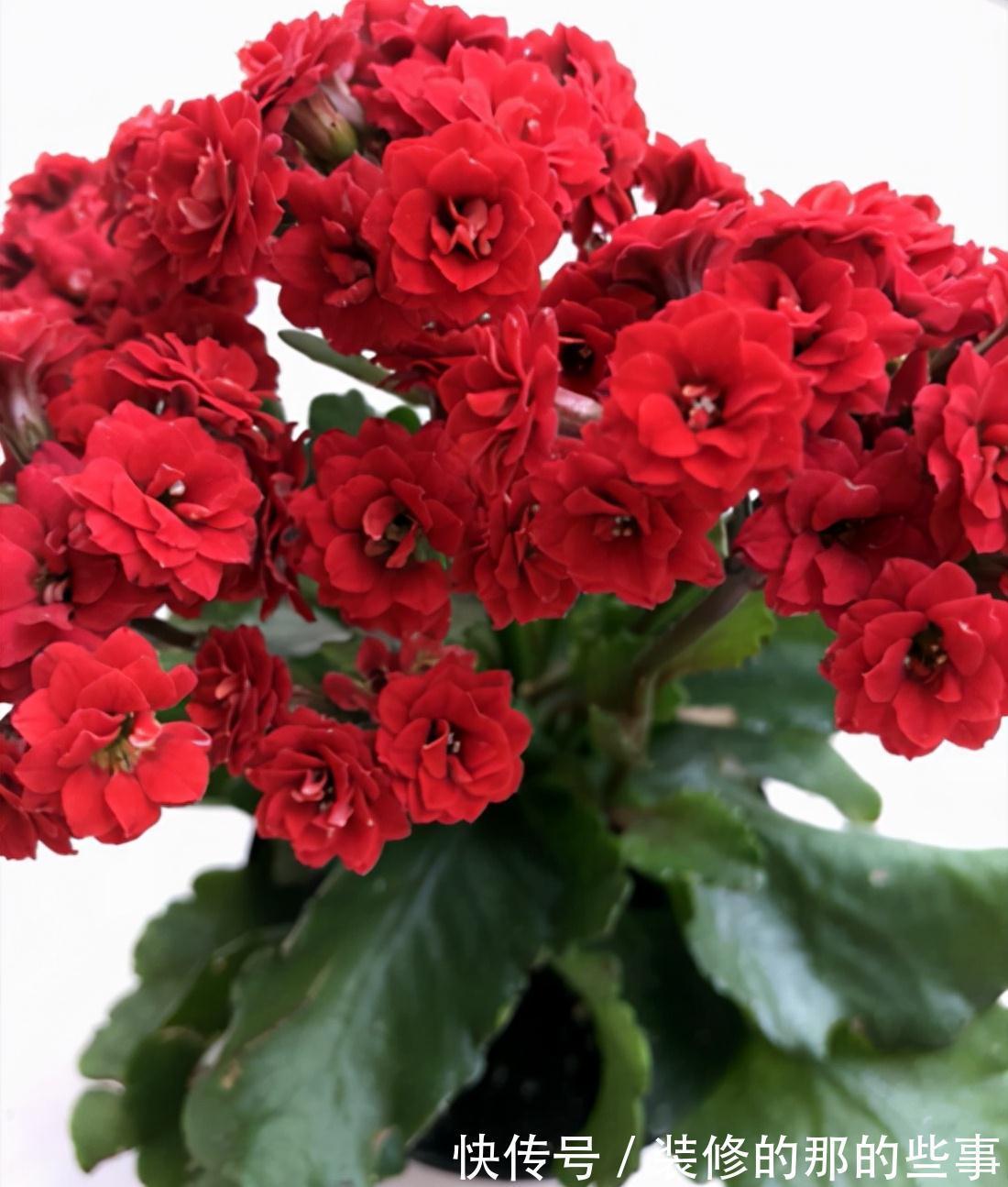 白斑|长寿花常见的问题汇总,只需要简单几步,就能养好