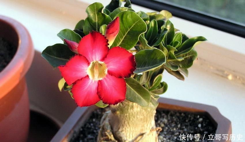 6种省心植物，做到这几点，养好无忧