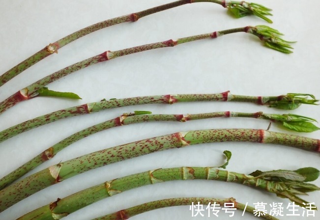 吃法|68种野菜图片，教你认识不同的野菜和吃法，你想要的野菜这里都有