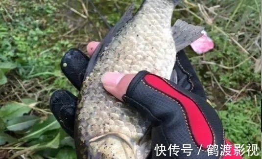 在家自制丁香油，拿蚯蚓蘸一下再施钓，鱼儿的咬钩率明显增加