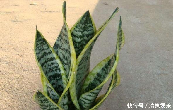 虎皮兰入夏,一定不缺“它”,新芽“翻个”长,盆盆叶片1米高